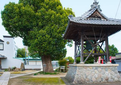 【愛知県津島市】宝泉寺から町の歴史を見守り続ける、市内最大のクスノキ