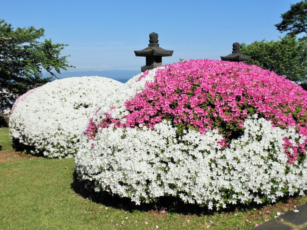 大龍寺 朝の庭園坐禅