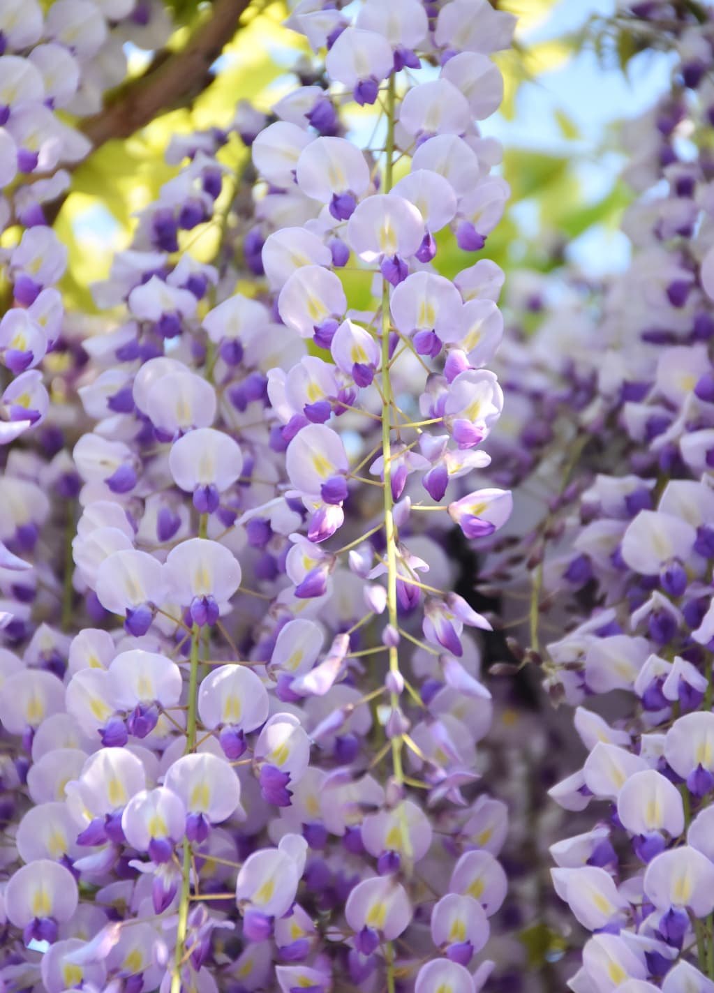 四季折々の花々