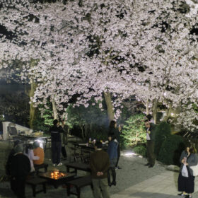 夜桜ライトアップ