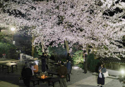 夜桜ライトアップ